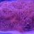 Rose Bubble Tip Anemone 2 thumbnail