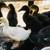 Young Ducks / ducklings 1 thumbnail