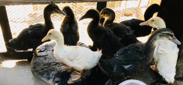 Young Ducks / ducklings 1