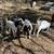 Boer wethers 3 thumbnail