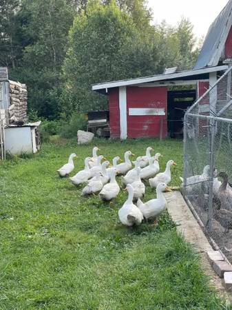 Pekin Ducks 1