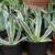 CACTUS Century Plants Blue Agave or Yellow Edges 3 Gal. Pots 10 thumbnail