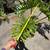 Large Philodendron plant for sale 7 thumbnail