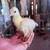 Peachicks/ peacocks 5 thumbnail