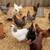 Rainbow Hatching Eggs - Project Olive Eggers & Heavy Bloom Mix One Doz 2 thumbnail