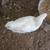 Pullets 5 thumbnail