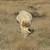 Sheep 2 thumbnail