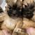 Shihtzu Puppies 2 thumbnail
