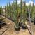 *** ITALIAN CYPRESS — CLASSIC. ELEGANT. EVERGREEN. 2 thumbnail