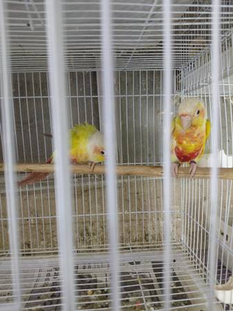 Conure 1