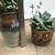 Succulents in 2 pretty stone pots 2 thumbnail