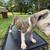 Brindle Pitbull Puppies..50 rehome fee 4 thumbnail