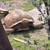 Ivory Sulcata  tortoise 1 thumbnail