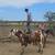 4yr old grade gelding 4 thumbnail
