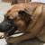 Lost large German Shepherd Dog in Oak Forest 4 thumbnail