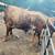 Longhorns for sale 4 thumbnail
