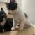 2 Month Female & Male kittens 5 thumbnail