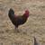 Olive Egger Rooster 2 thumbnail