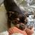 $35.00 / Night Dog Boarding - Biggest animal lover you’ll meet! 3 thumbnail
