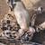 Piglets 1 thumbnail