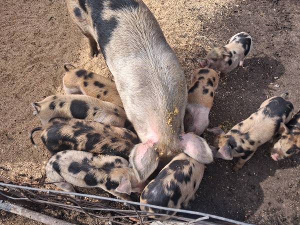 Piglets 1