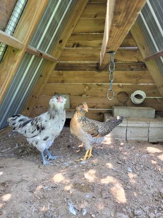 Blue Egg pair 1