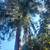 Bay Area Builders Inc. License #1127845 Tree Services 3 thumbnail