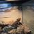 Leopard Gecko/Bearded Dragon 11 thumbnail