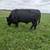 Black Angus bull 2 thumbnail