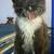 Maine Coon cat kittens for sale 2 thumbnail