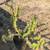 Branching euphorbia 1 thumbnail