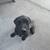 Pups 1 thumbnail