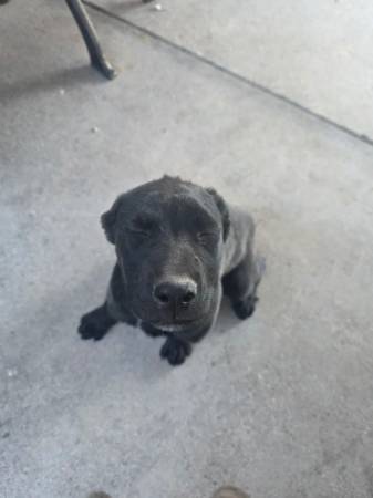 Pups 1