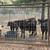 Cows / calves up for discussion 1 thumbnail