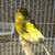 Exotic Canaries & birds 8 thumbnail