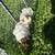 guinea pigs 5 thumbnail
