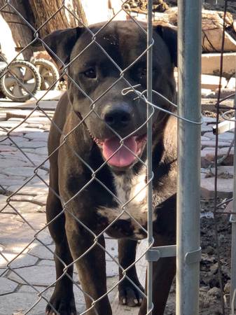 Sharpei/Pitbull dogs need rehoming (Visalia)63873027727617124