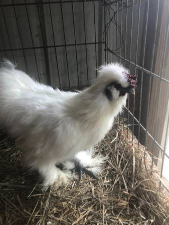 Silky rooster 1