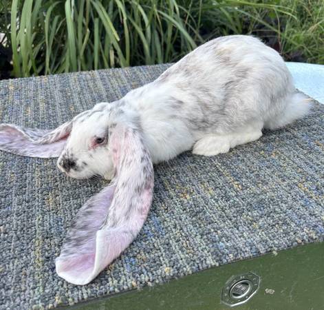 English Lop (Yukon)63670625882753122