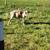Lamb 2 thumbnail