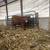 Beef purebred Simmental bred cow and bred heifer 3 thumbnail