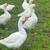 Purebred Embden Geese for Sale 1 thumbnail