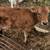 Calves 2 thumbnail
