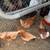 Chickens 3 thumbnail