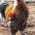 Brahma chicks-mottled, porcelain, blue salmon, lemon pyle, Isabel 16 thumbnail