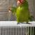 Conures 1 thumbnail