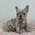 Merle French Bulldogs (females ) 8 thumbnail