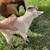 Pygmy blue eyed mommy goat with her little girl 4 thumbnail
