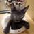Available for adoption! Goldie & Papis' Animal Rescue 18 thumbnail