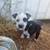 Blue Heeler/Pit Mix 11 thumbnail
